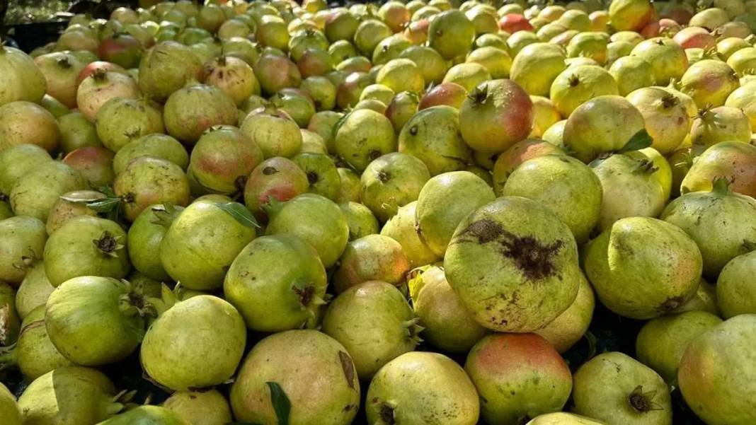 Gazipaşa’da Coğrafi İşaretli Nar Sezonu Bereketiyle Açıldı! 1